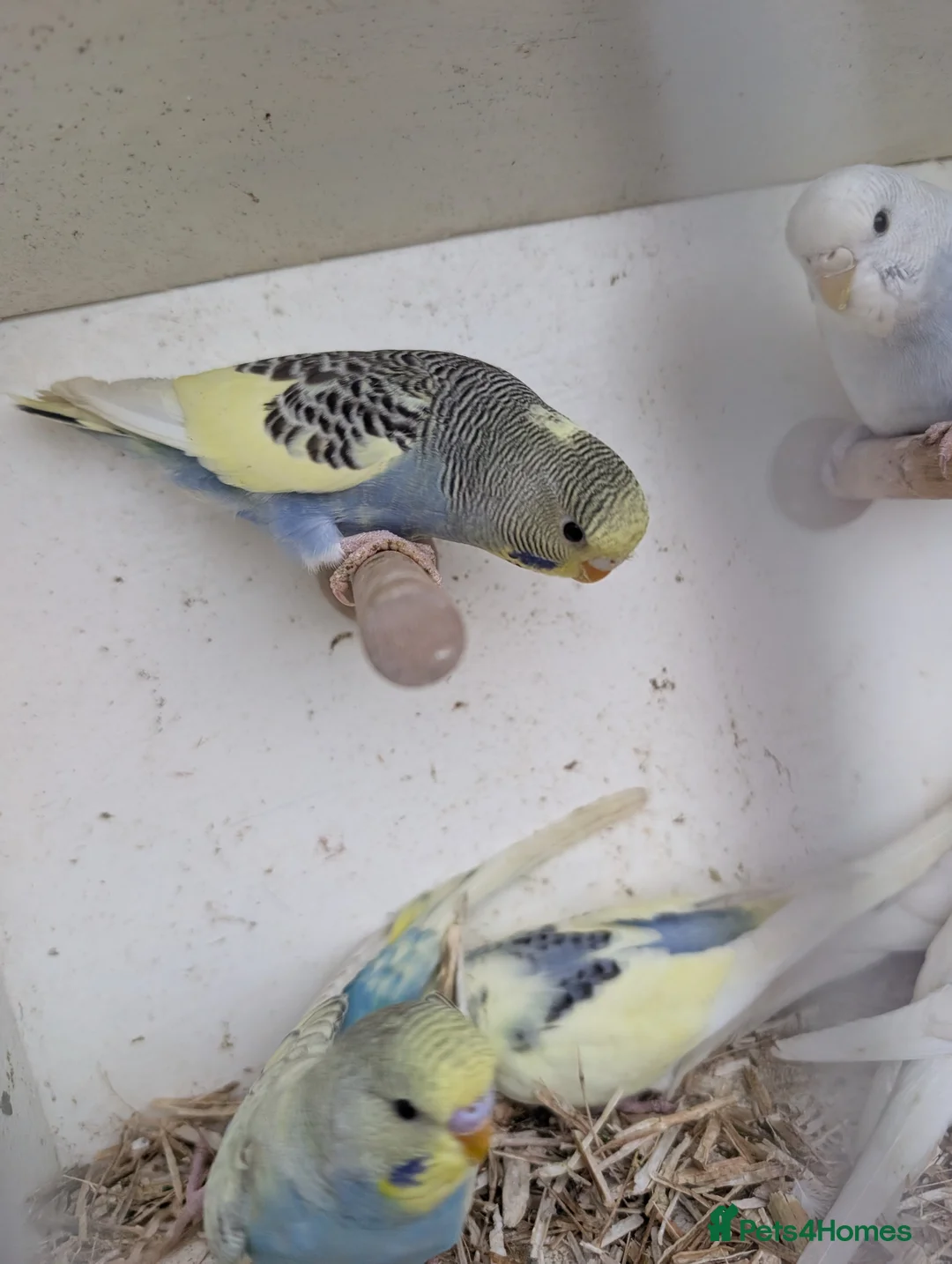 Budgerigars birds for sale: Baby budgies and starter cage ( Finchs also ) - Advert 4