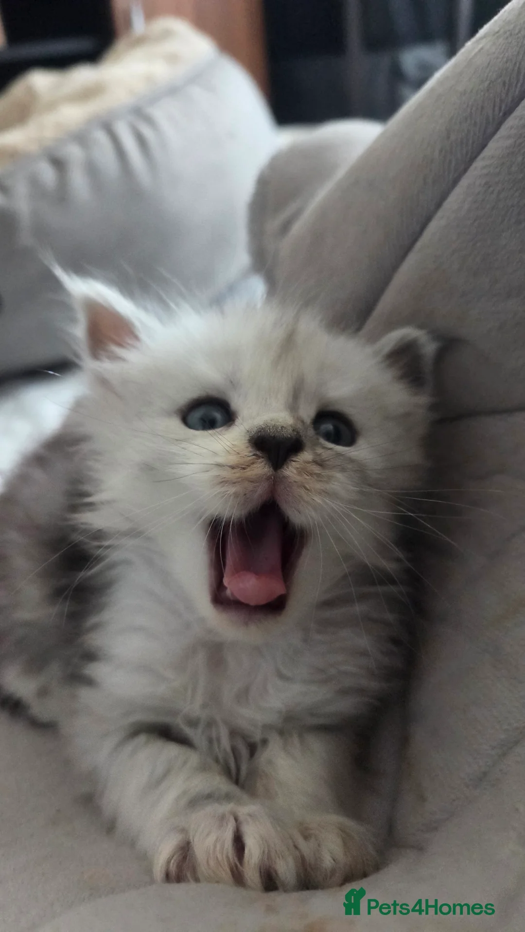 Maine Coon cats for sale: Russian Bloodline Maine coon kittens - Advert 18