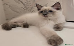 Maine Coon cats for sale: Maine Coon /Ragdoll Cross - Image 9