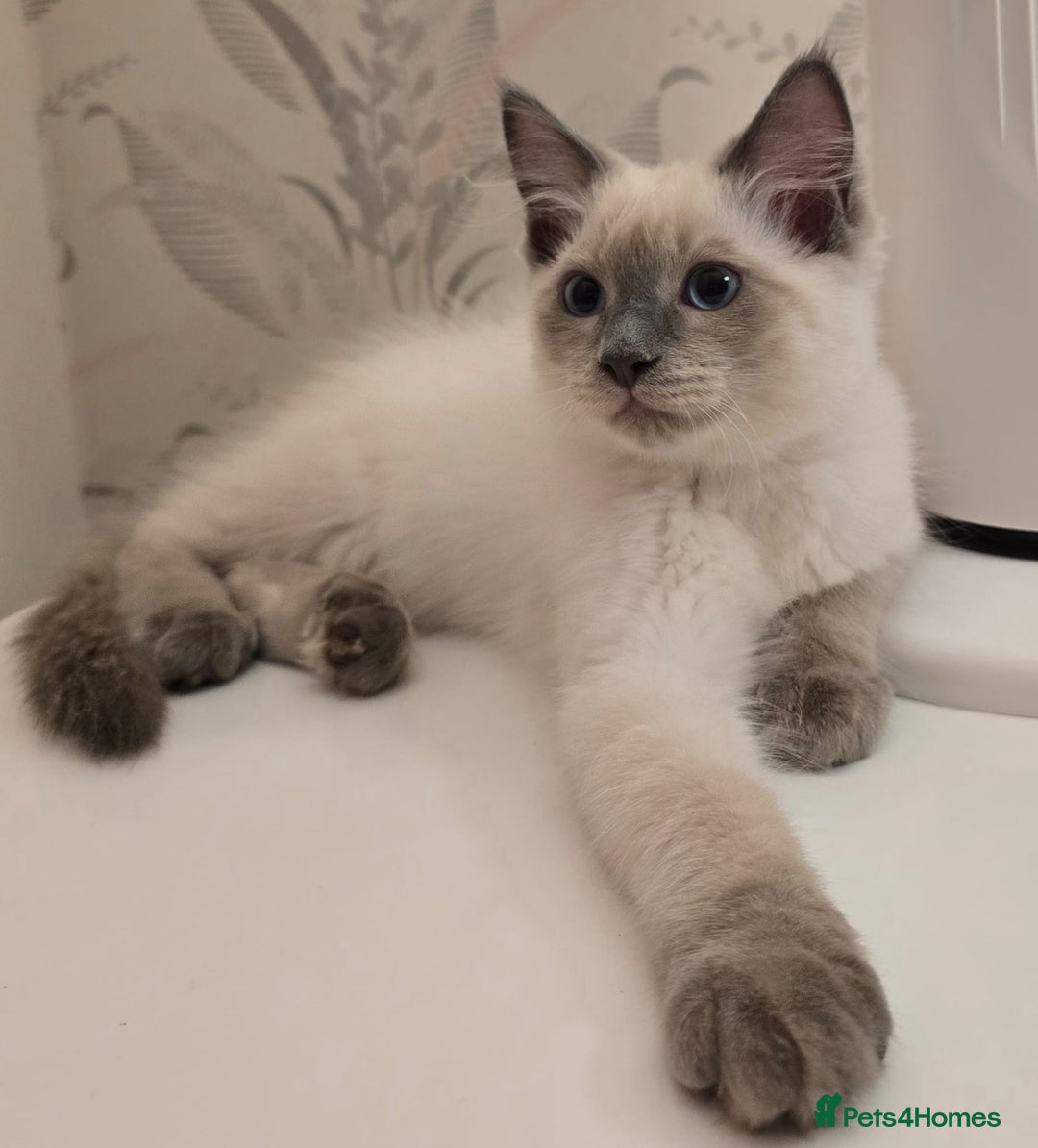 Maine Coon cats for sale: Maine Coon /Ragdoll Cross - Image 9