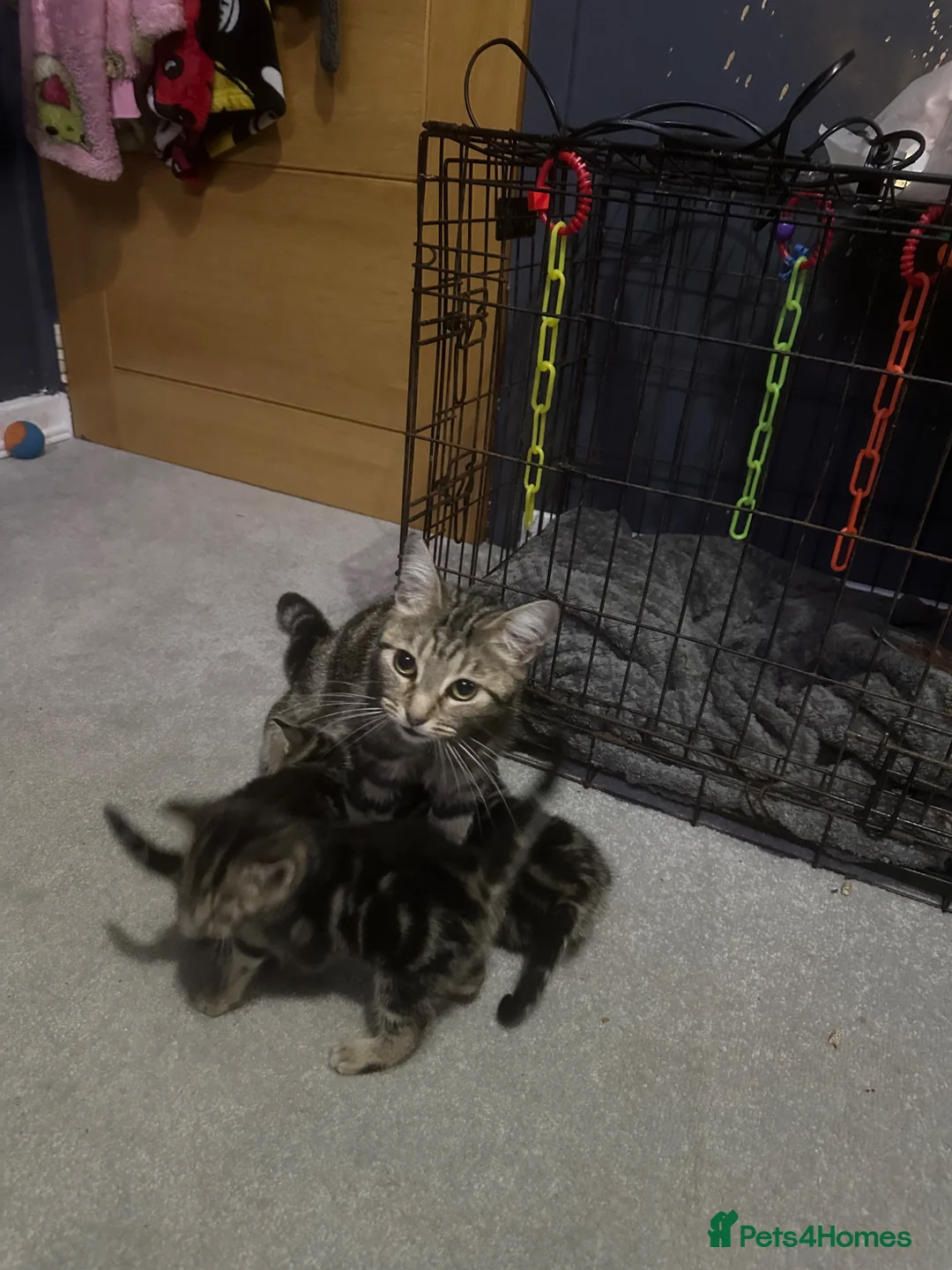 Mixed Breed cats for sale: 4 bengal x kittens 3 boys 1 girl  - Advert 18