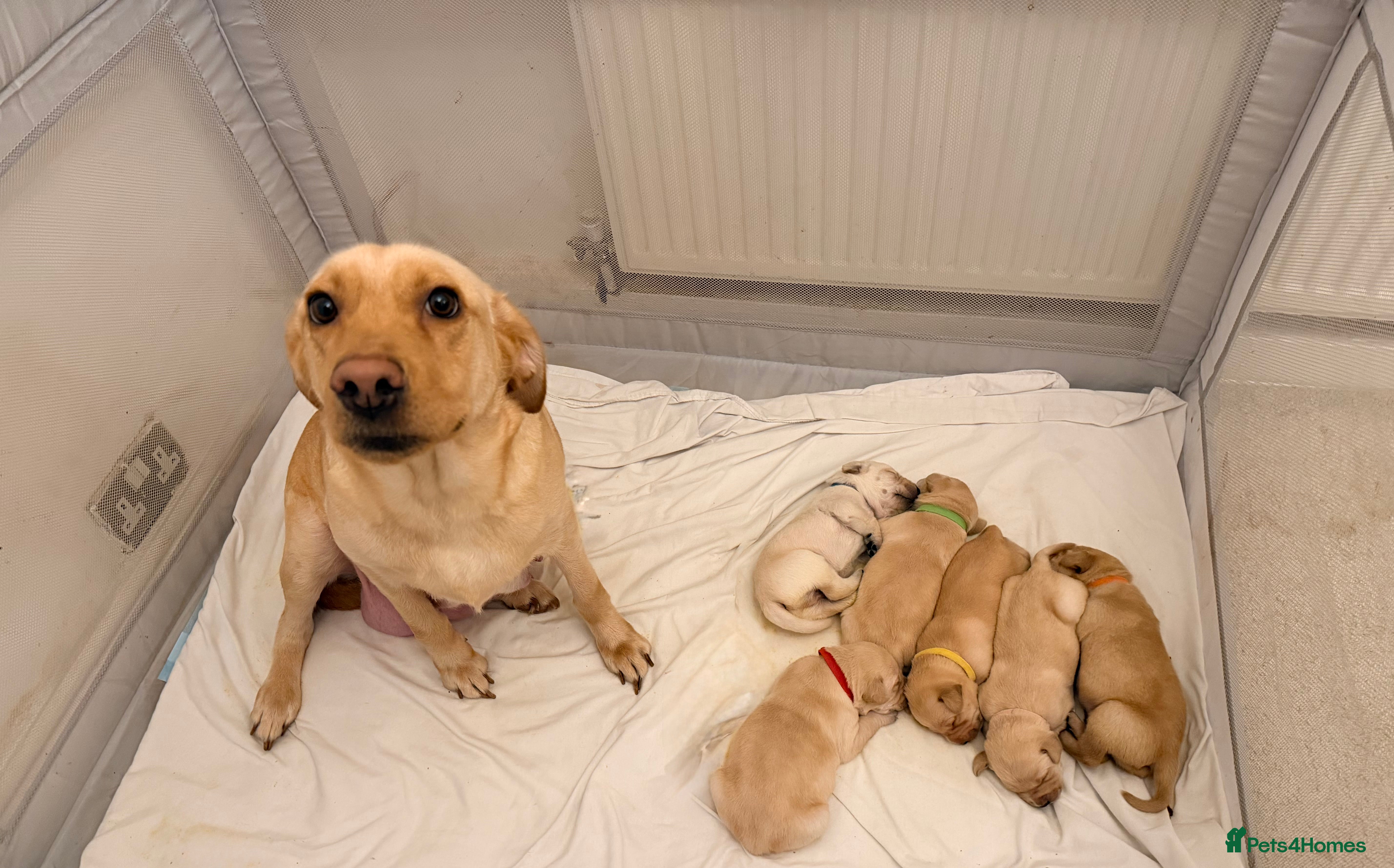 Labrador Retriever dogs 2 Handsome Labrador Boys  - Advert 7