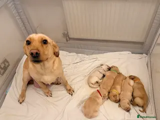 Labrador Retriever dogs 2 Handsome Labrador Boys - Advert 7