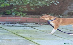 Mixed Breed dogs for adoption: Meelie Marleborough Wiltshire  - Advert 5