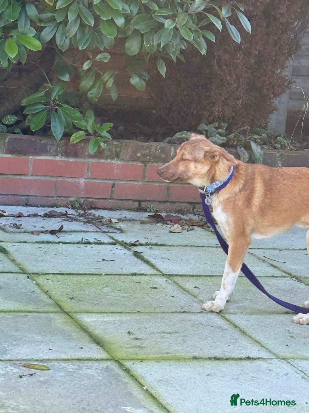 Mixed Breed dogs for adoption: Meelie Marleborough Wiltshire  - Advert 5