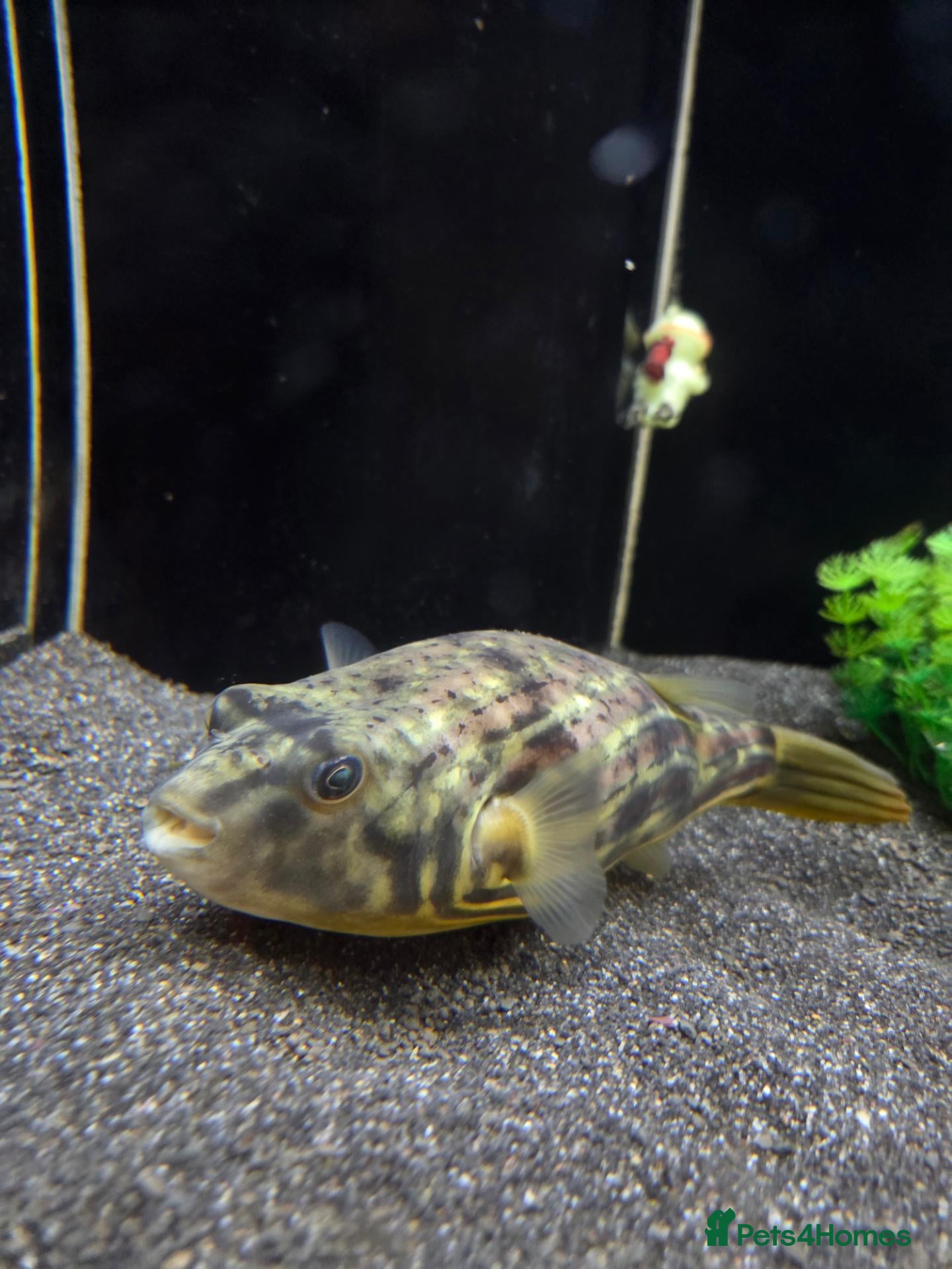 Pufferfish fish Fahaka puffer and tank - Advert 8