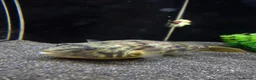 Pufferfish fish for sale: Fahaka puffer and tank - Advert 1