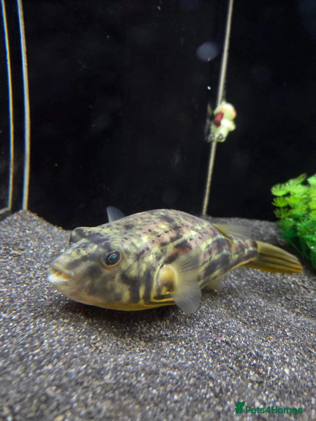 Pufferfish fish for sale: Fahaka puffer and tank - Advert 1