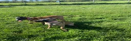 Belgian Shepherd Dog dogs for sale: Belgian Malinois pups  - Advert 24