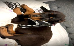 Rottweiler dogs for stud: Rottweiler Dog for Stud - Image 17