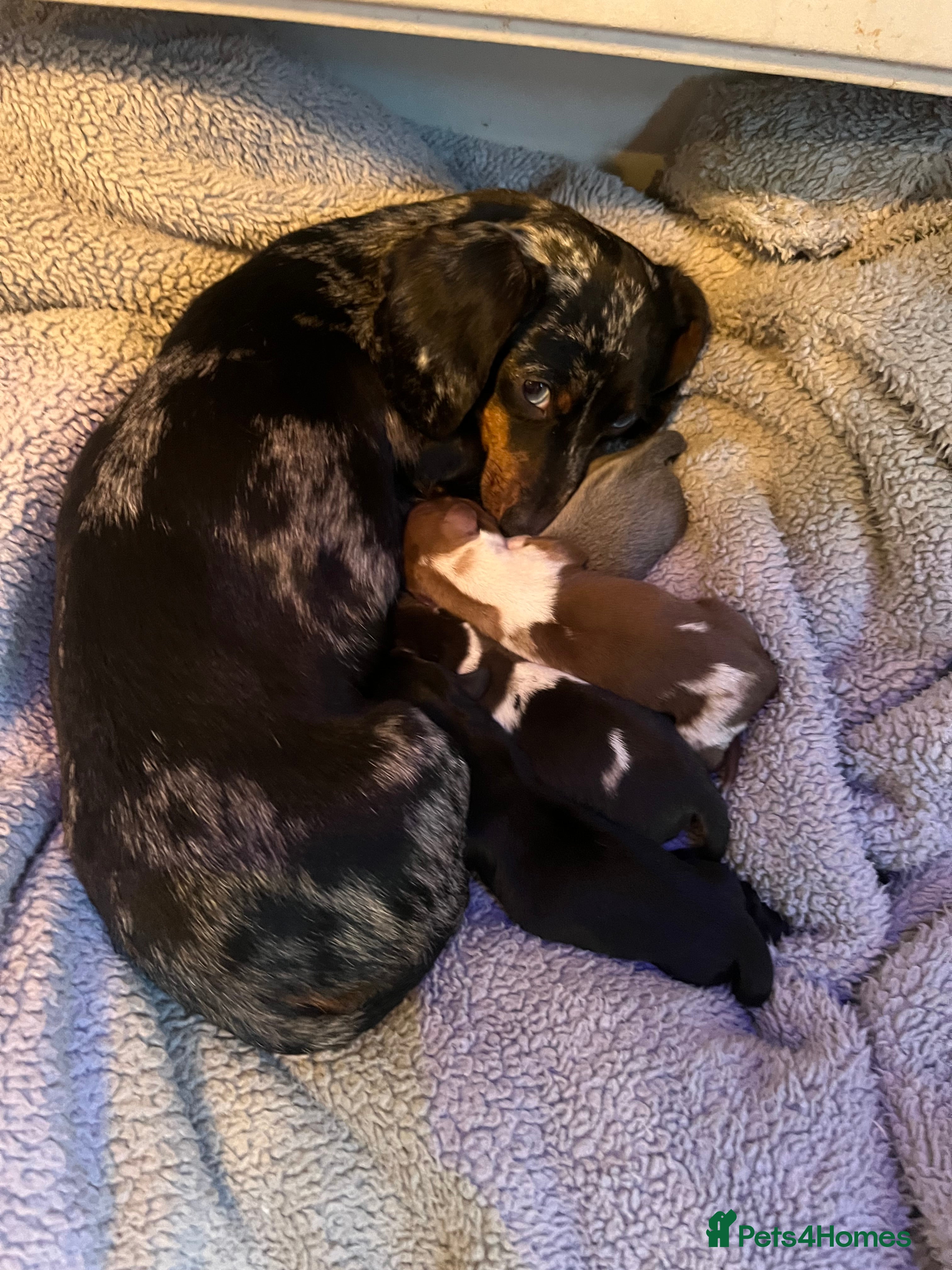 Miniature Dachshund dogs 💕Ready now Minature Dachshund 💕 - Advert 5