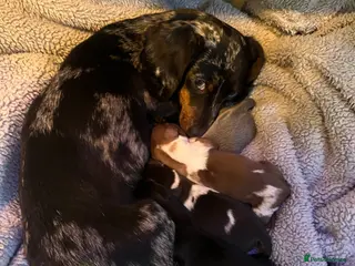 Miniature Dachshund dogs 💕Ready now Minature Dachshund 💕 - Advert 5