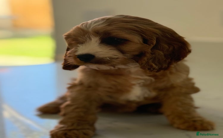 Mixed Breed dogs - Advert 1