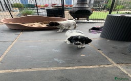English Springer Spaniel dogs for sale: Springer pups - Image 6