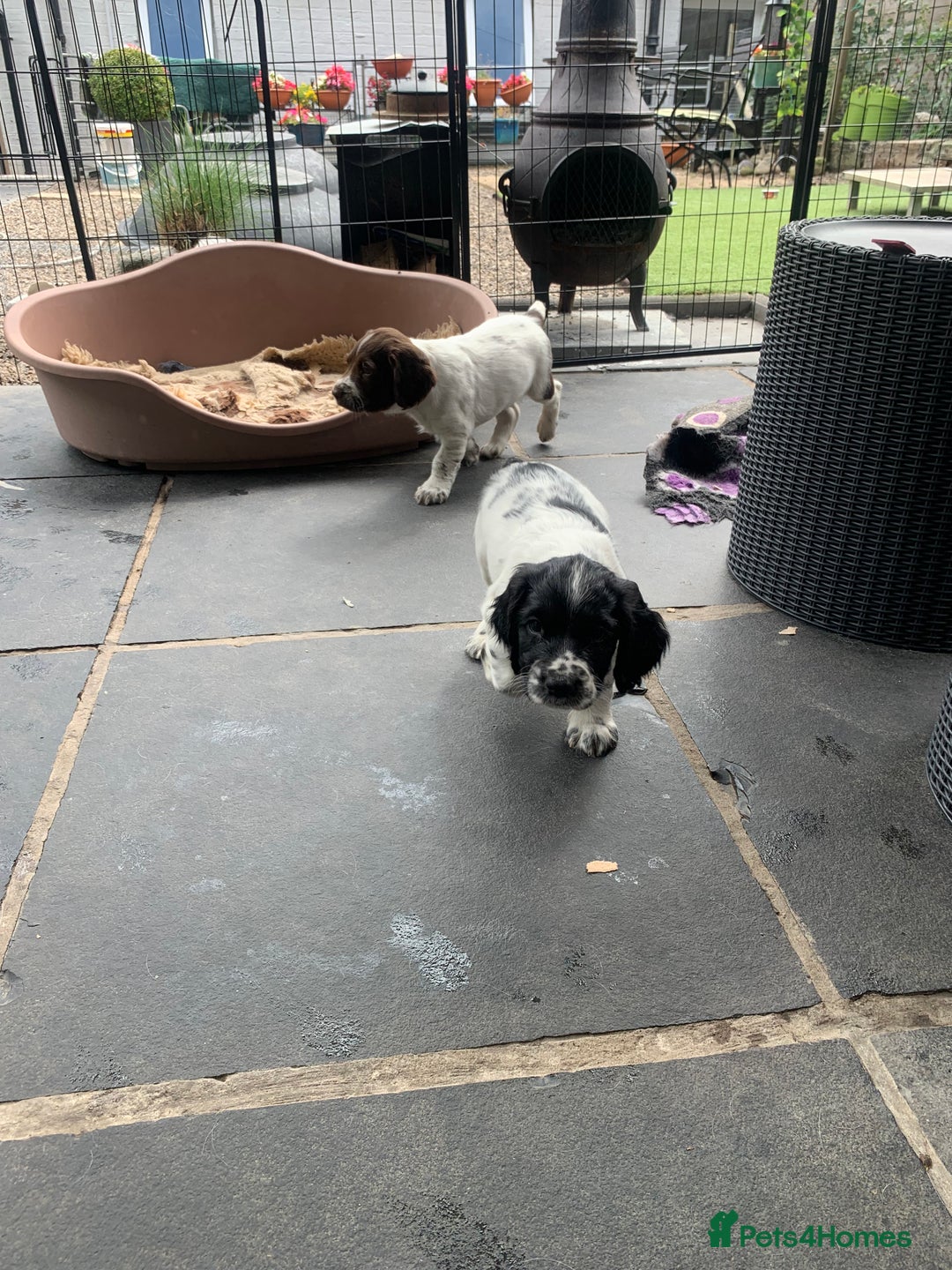 English Springer Spaniel dogs for sale: Springer pups - Image 6