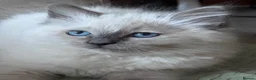 Ragdoll cats for sale: Ragkins Registered pedigree Ragdoll kittens  in Derby - Advert 8