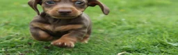 Miniature Dachshund dogs for sale: KC Registered Miniature Dachshund Puppies in Dungannon - Advert 8