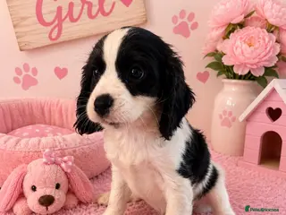 Cavapoo dogs ** RARE COLOURED DNA CLEAR CAVAPOO PUPPIES ** - Advert 3