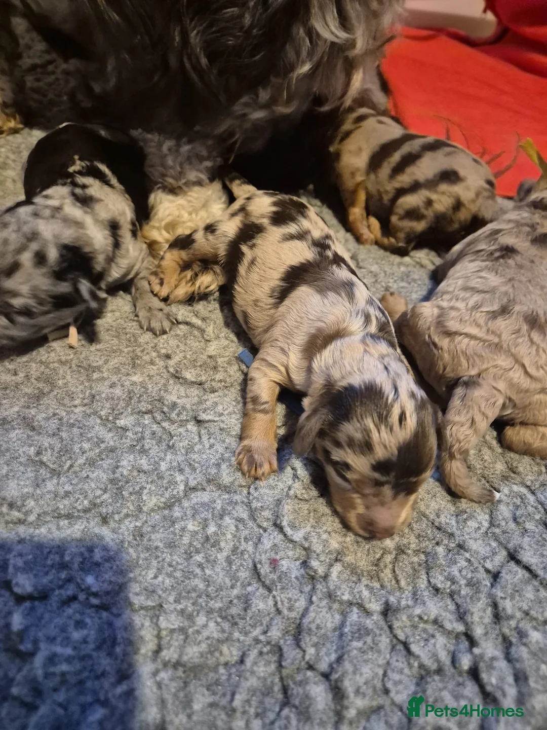 Cavapoo dogs for sale: F1b Health tested Phantom chocolate Merle Cavapoo - Advert 6