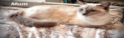 Ragdoll cats for sale: Ragdoll kittens *4 weeks old* Liverpool area  - Advert 7