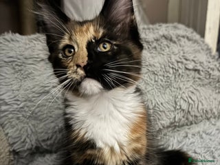 Maine Coon cats Pedigree Main Coons 1boy(res) /1girl remains TICA - Advert 11