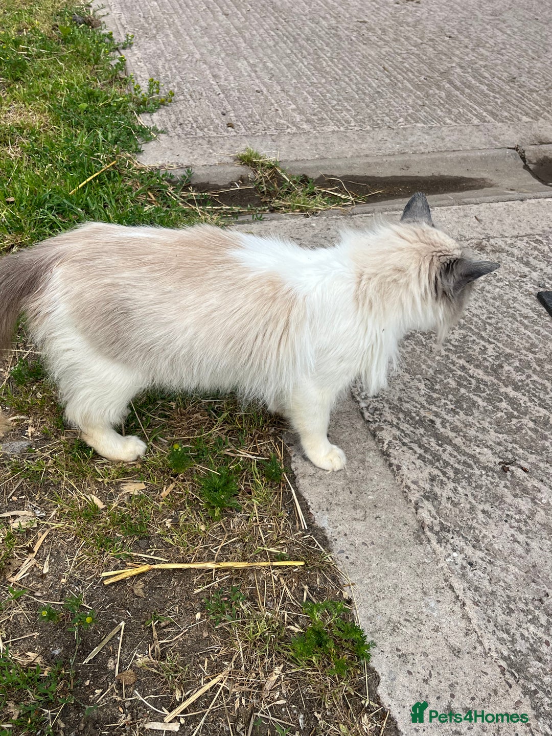 Ragdoll cats for sale: Ragdoll cross kittens  - Image 6