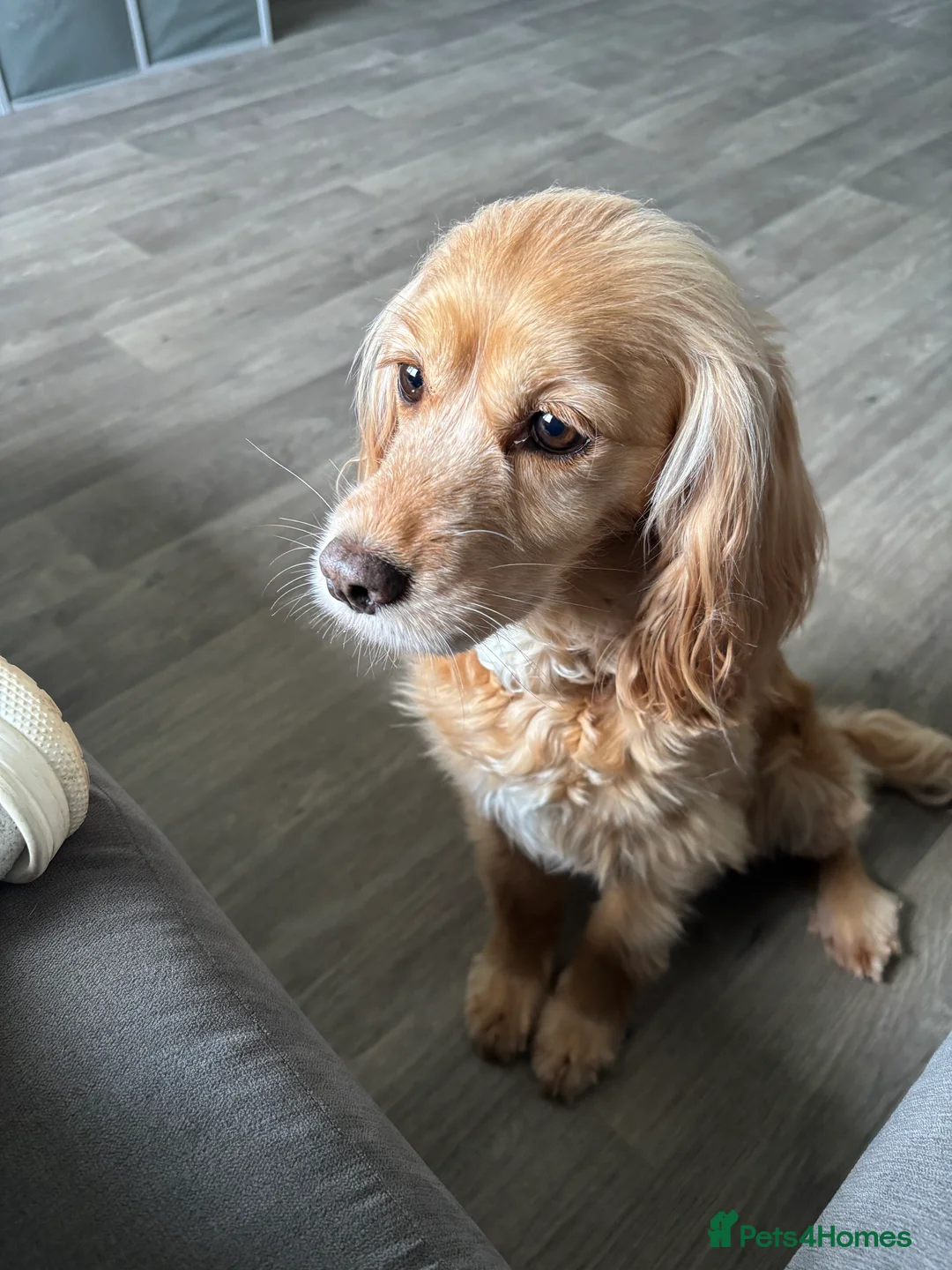 Cocker Spaniel dogs for sale: Working Cocker Spaniel Puppies - Advert 7
