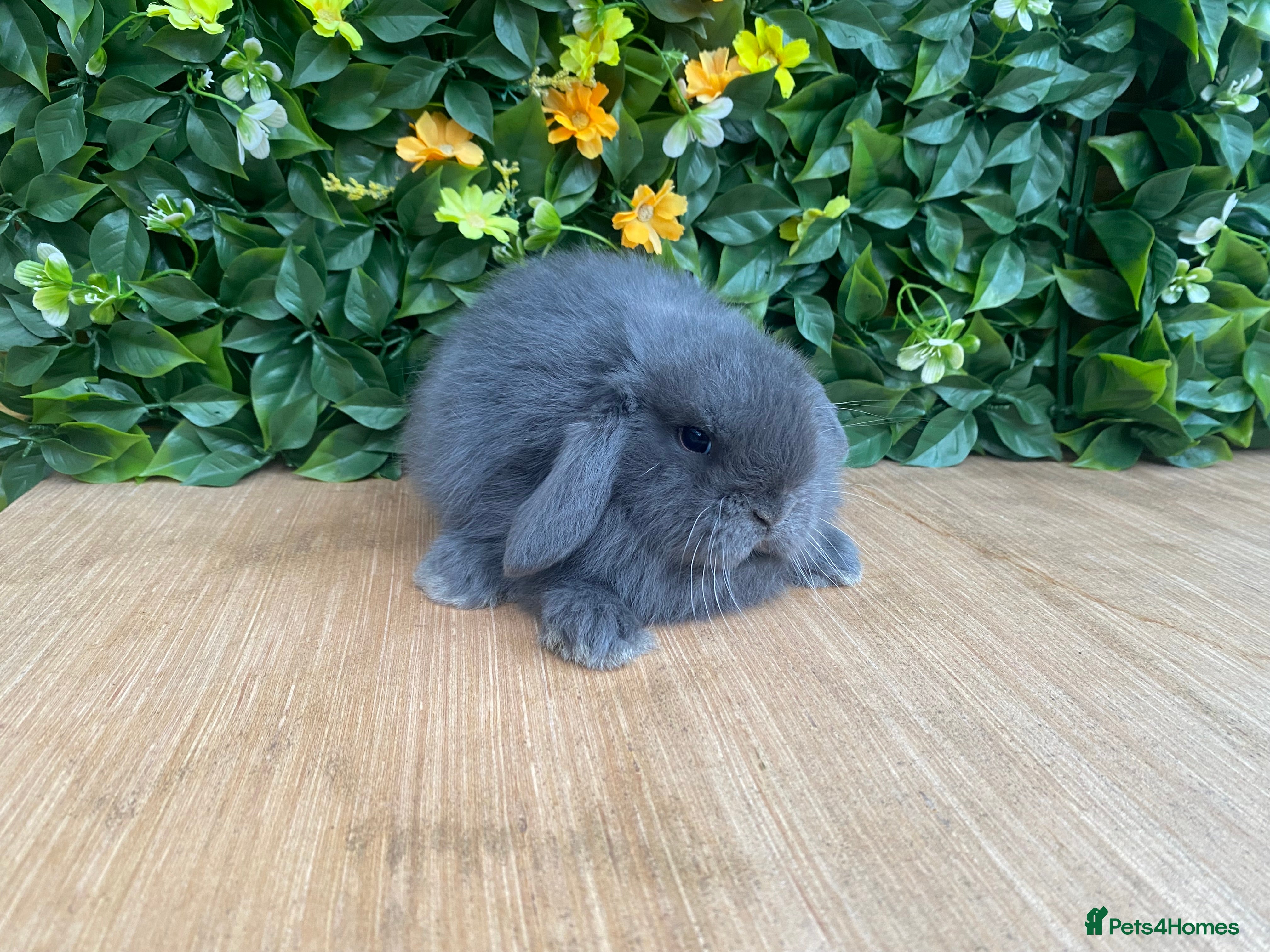 Mini Lop rabbits Mini lops ( Est since 2014 )💙ready now   - Advert 17