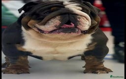 English Bulldog dogs for sale: Kc English bulldog puppy female bible John line - Image 5