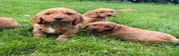 Cockapoo dogs for sale: Stunning Cockapoo Puppies  - Advert 20