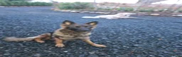 Mixed Breed dogs for sale: Rare Highland Sheppard Puppies Alabai Cross  - Advert 15