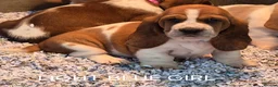 Basset Hound dogs for sale: KC BASSET HOUND PUPPIES FROM HEALTH SCORED PARENTS - Advert 33