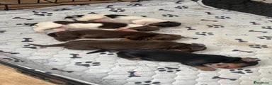 Cocker Spaniel 5