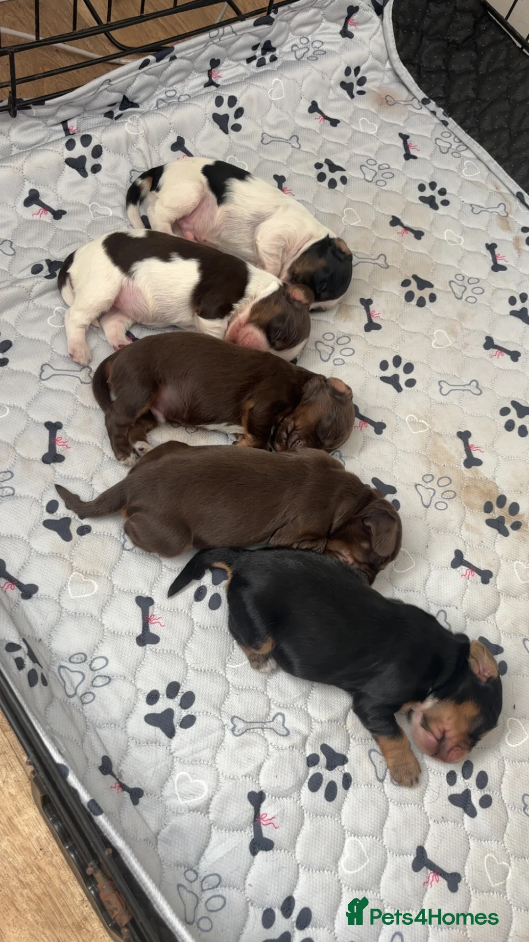 Cocker Spaniel dogs for sale: Gorgeous Cocker Spaniel pups for sale! - Advert 2