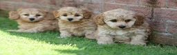 Cavapoochon dogs for sale: CAVAPOOCHON PUPPIES FOR SALE - Advert 30