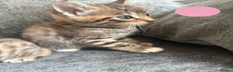 Bengal cats for sale: Beautiful Bengal Cross Kittens - Advert 7