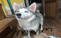 Utonagan dogs for sale: Husky x malamute  - Image 34