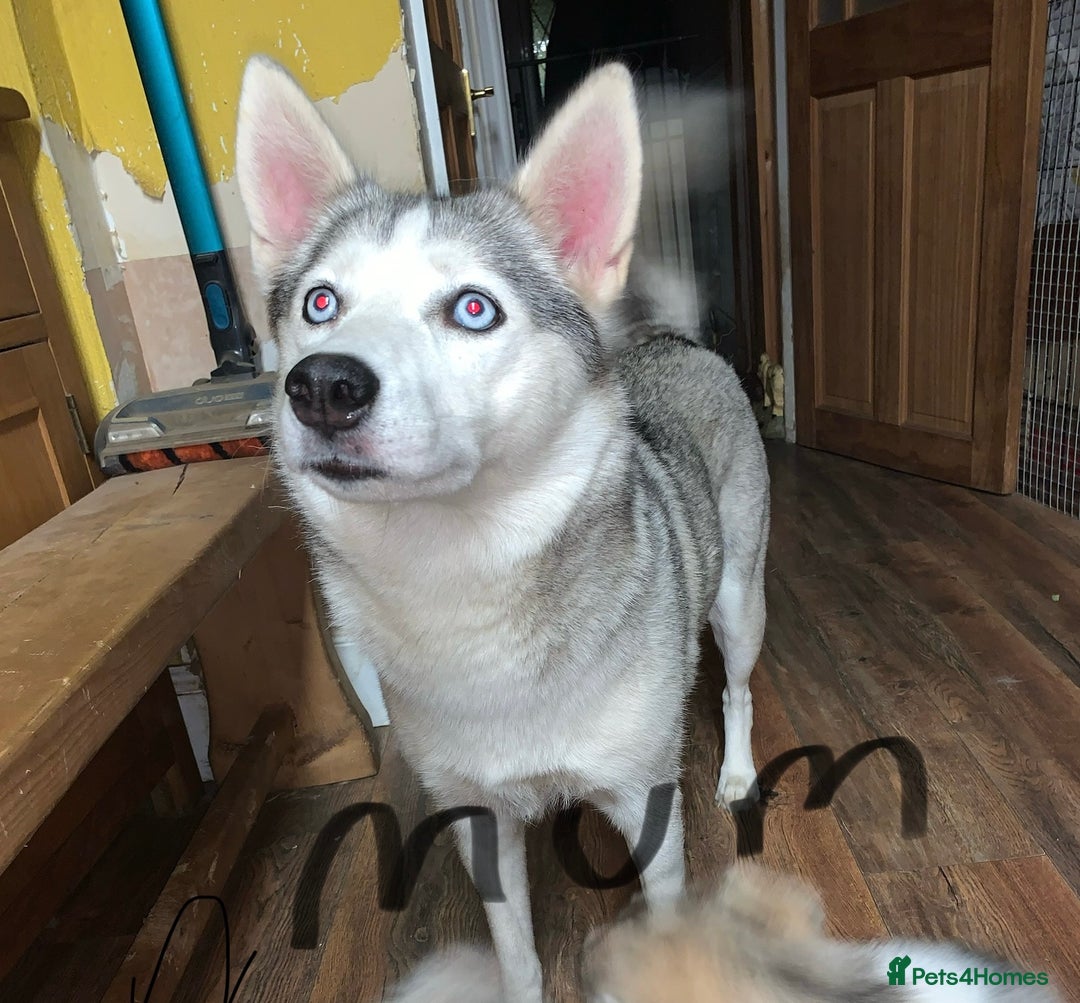 Utonagan dogs for sale: Husky x malamute  - Image 34