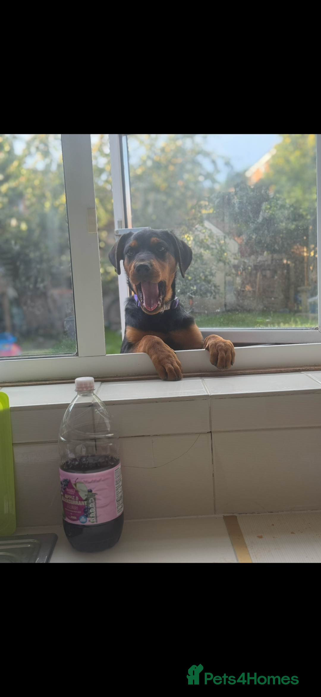 Rottweiler dogs for sale: 9 month old female Rottweiler  - Advert 3