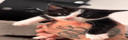 Mixed Breed cats for sale: Kitten for sale - Advert 2