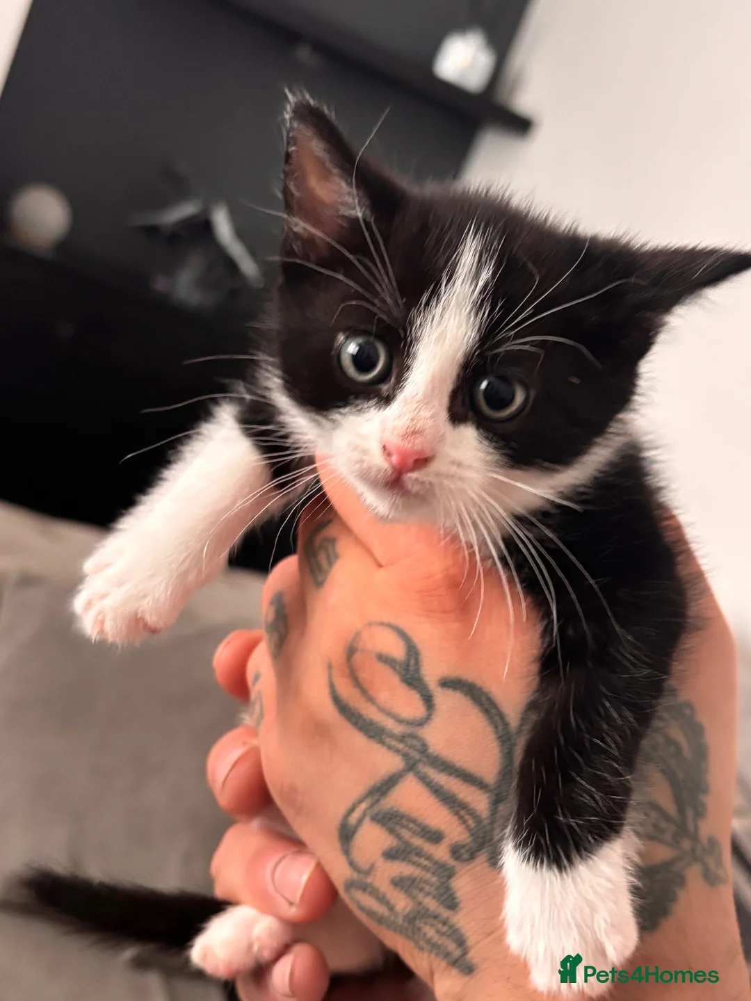 Mixed Breed cats for sale: Kitten for sale - Advert 2