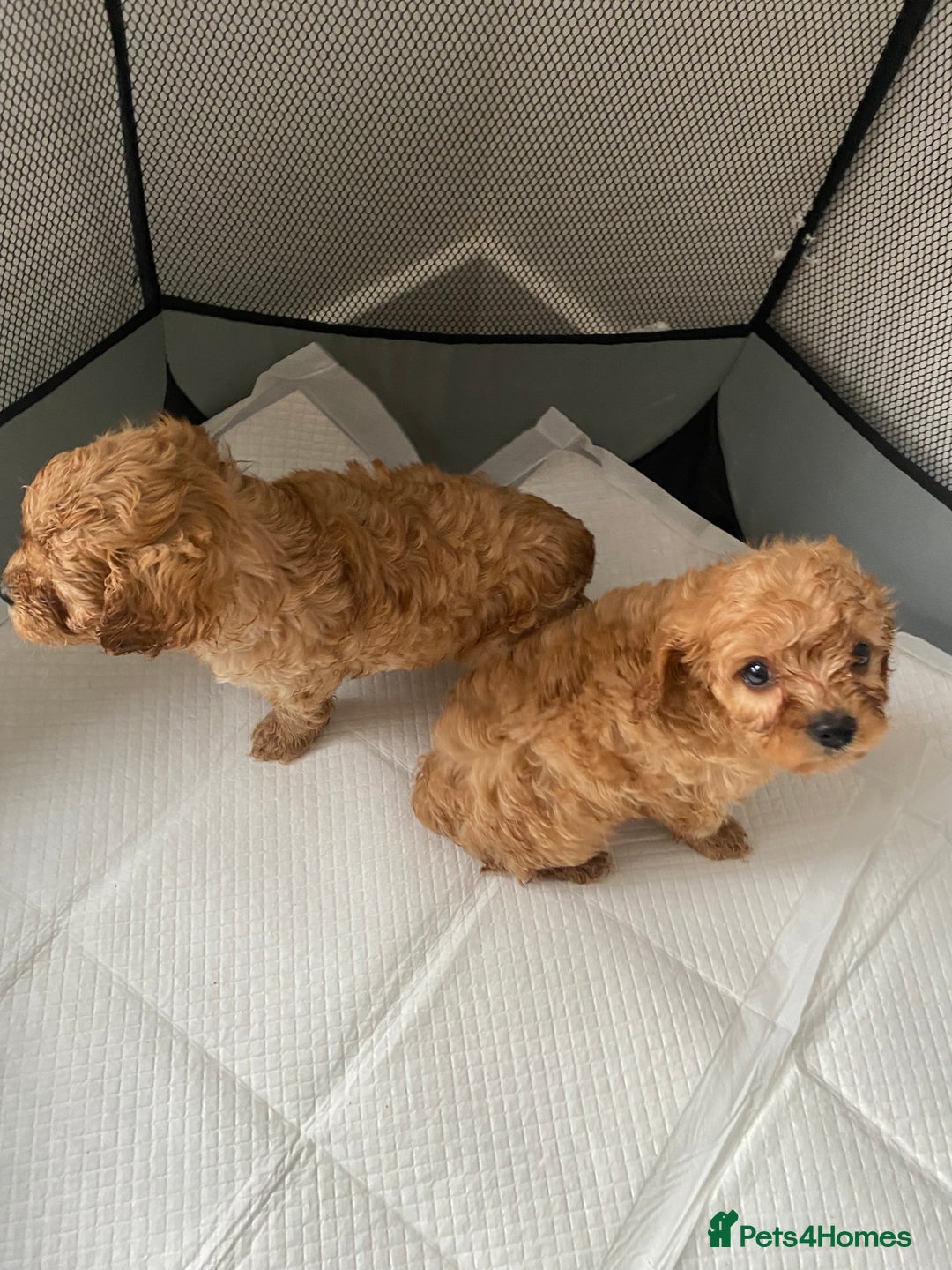 Cavapoo dogs for sale: Cavapoo puppys - Image 2