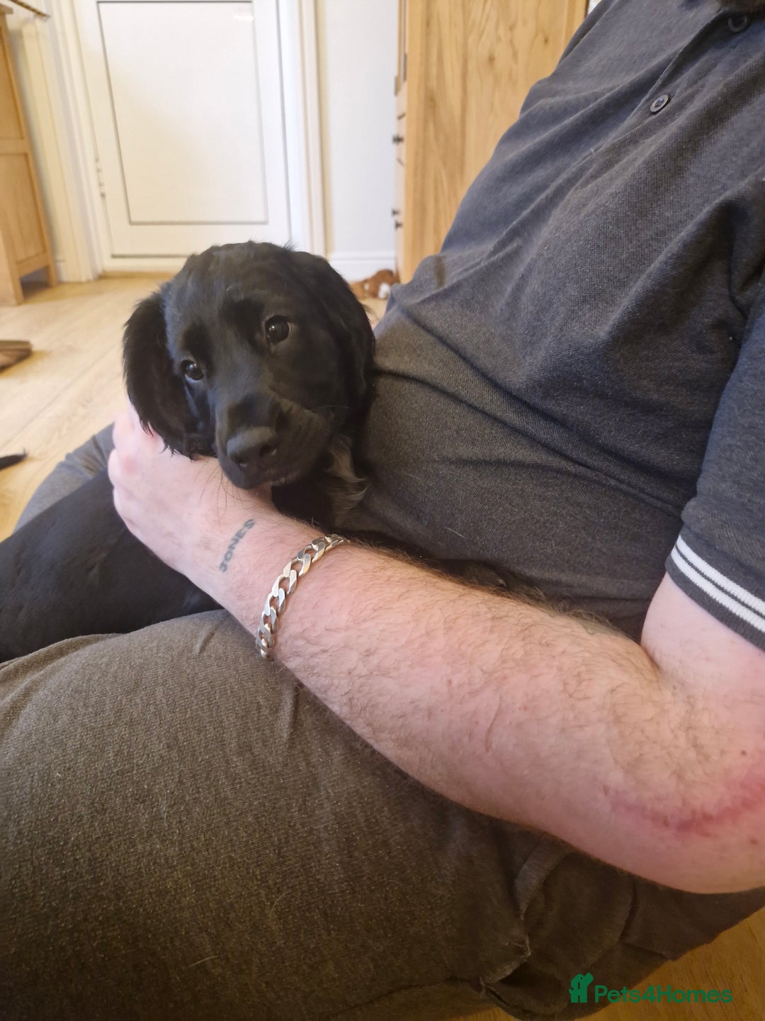 Sprocker dogs for sale: Beautiful sprocker pups - Advert 11