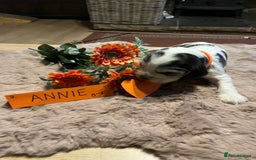 Cocker Spaniel dogs for sale: Well bred KC registered Show Cocker Spaniels - Image 4