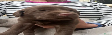 Labrador Retriever Pink Collar Girl
