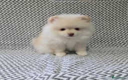 Pomeranian dogs for sale: KC outstanding puppies lilac tan lavender chocolat - Image 9