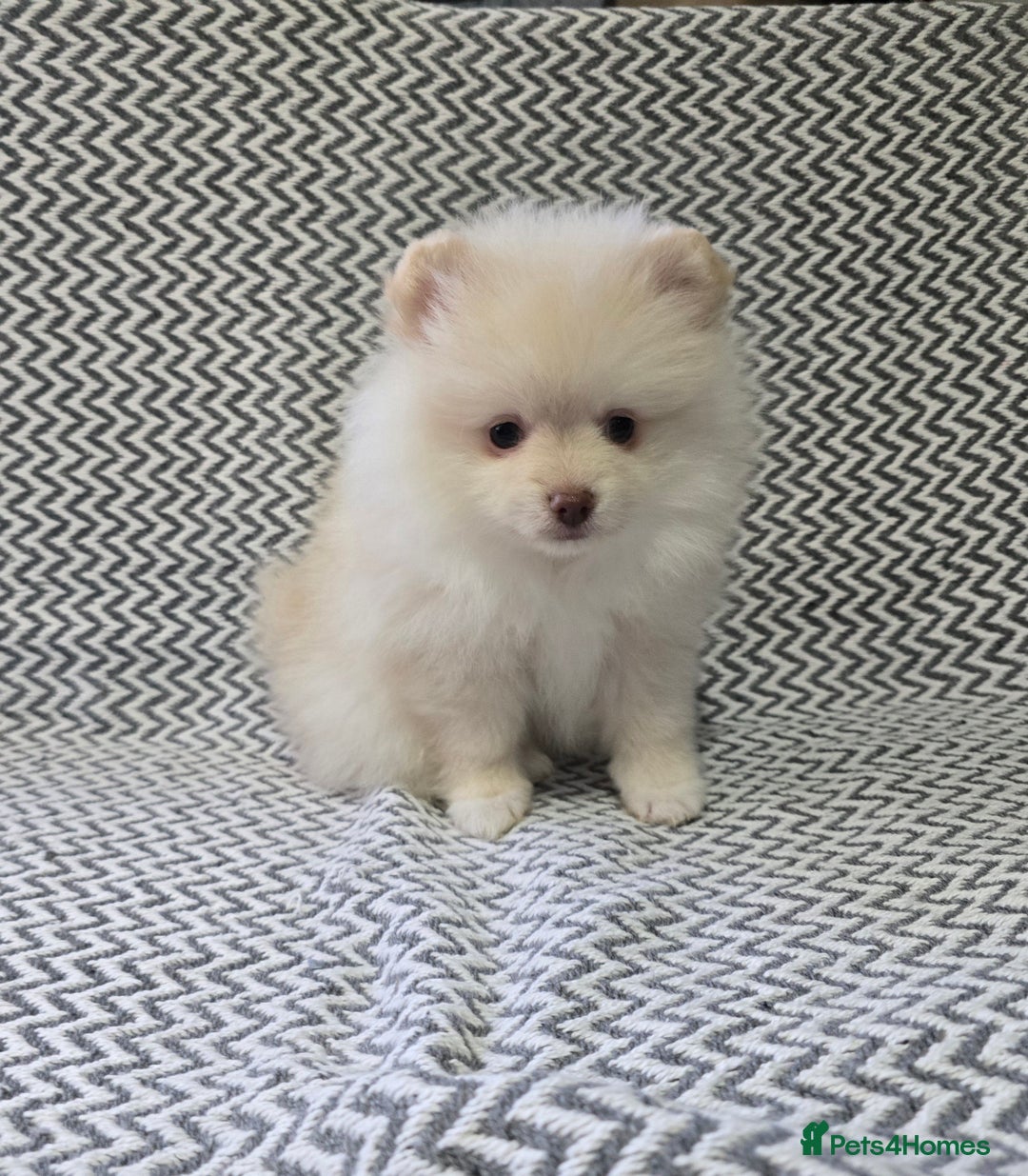 Pomeranian dogs for sale: KC outstanding puppies lilac tan lavender chocolat - Image 9