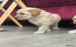 Goldendoodle dogs for sale: ⭐️⭐️READY NOW⭐️⭐️ Beautiful Goldendoodles - Image 20