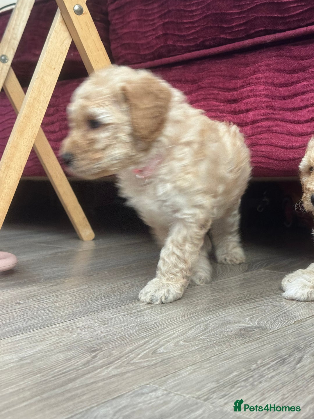 Goldendoodle dogs for sale: ⭐️⭐️READY NOW⭐️⭐️ Beautiful Goldendoodles - Image 20