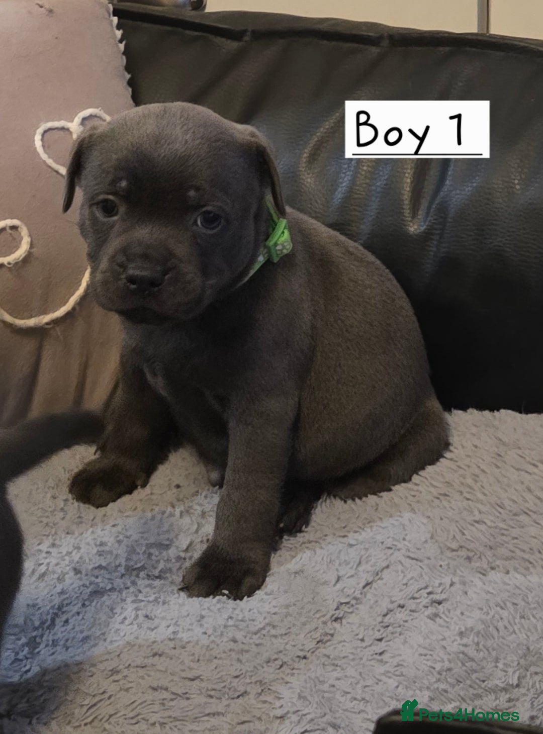 Staffordshire Bull Terrier dogs for sale: 2 Royal Regiment Boys kc registered  - Image 4